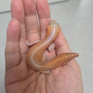 아멜라니스틱 패턴리스