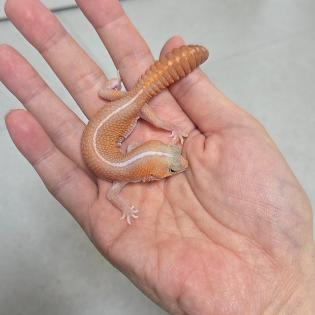 아멜라니스틱 패턴리스