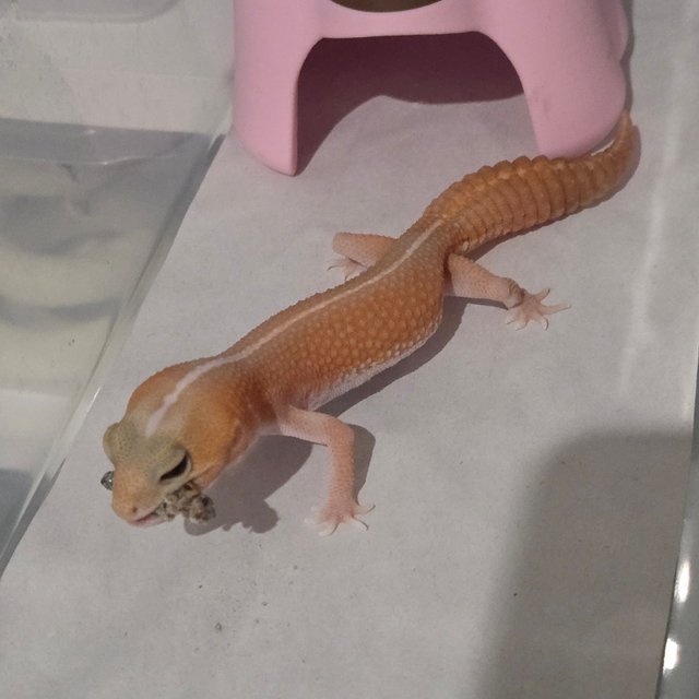 아멜라니스틱 패턴리스