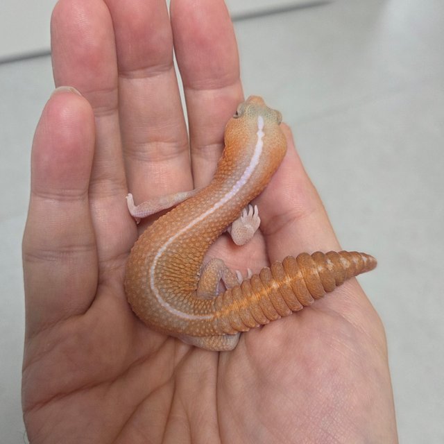 아멜라니스틱 패턴리스