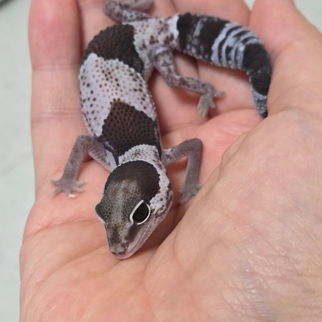 오레오 헷 카라멜 헷 아멜라니스틱