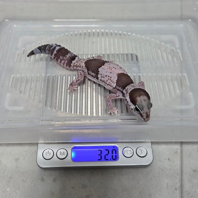 오레오 헷 카라멜 헷 아멜라니스틱