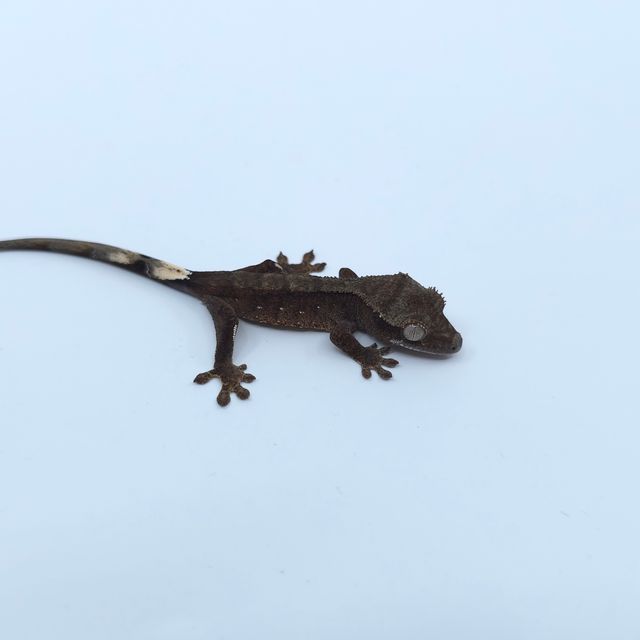챠콜