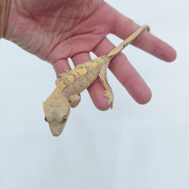 100%헷초초 노멀