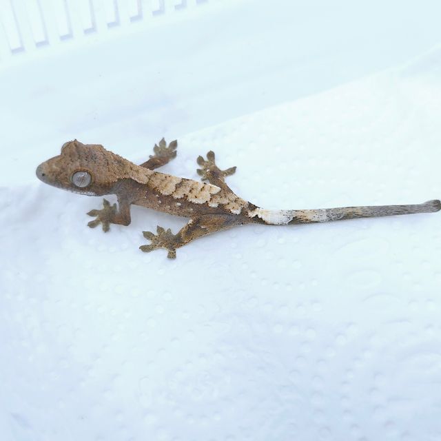 세이블