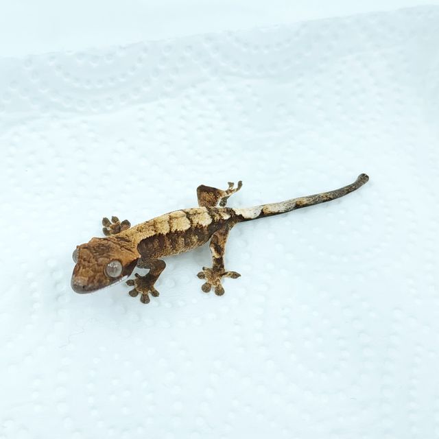 세이블