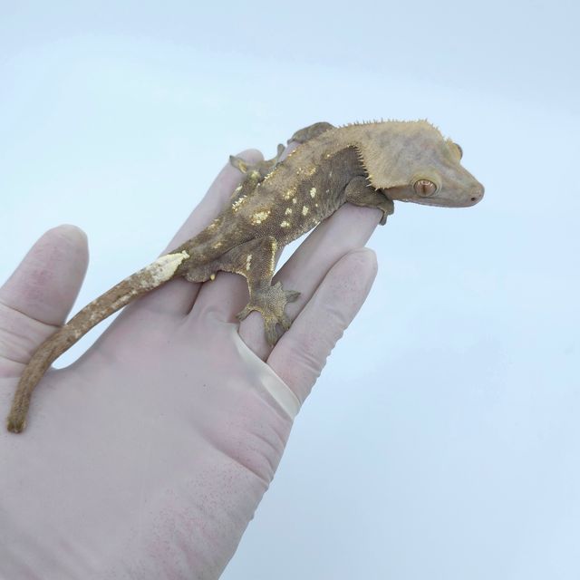 세이블