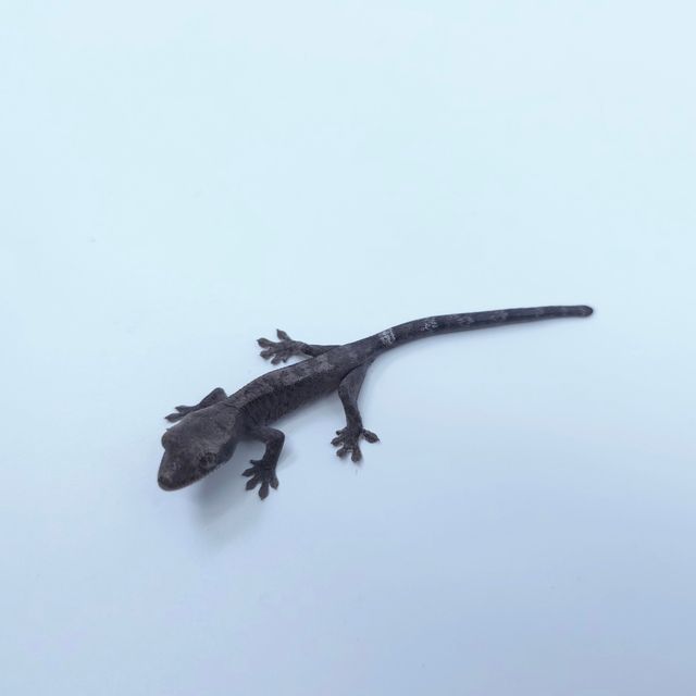 루왁