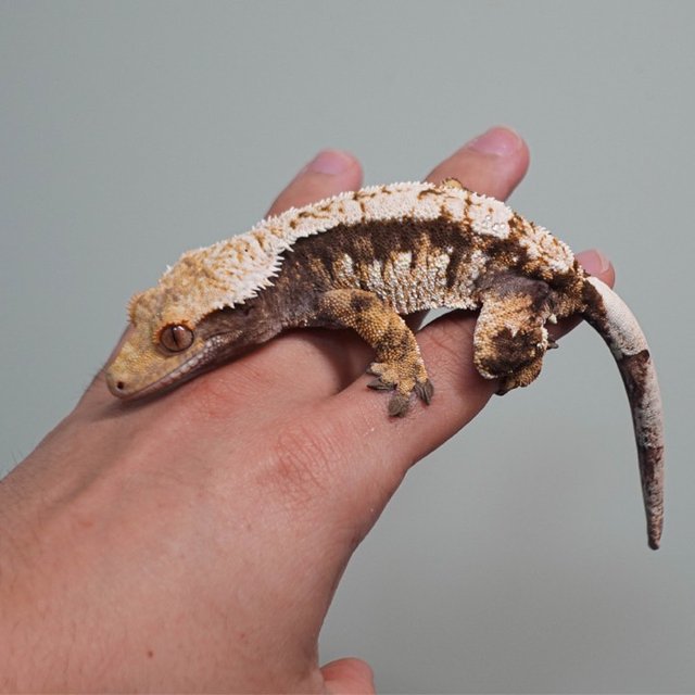 트라이 익스트림할리퀸