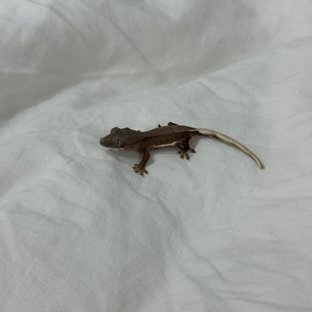 레드 팬텀 릴리화이트