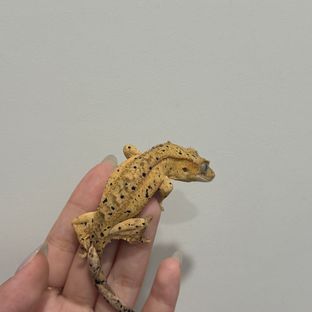 슈퍼달마시안