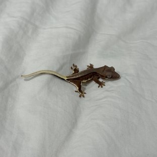 레드 팬텀 릴리화이트