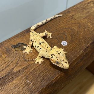 슈퍼달마시안