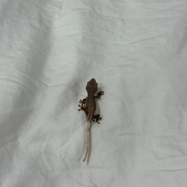 레드 팬텀 릴리화이트