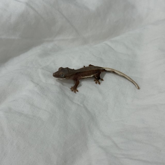 레드 팬텀 릴리화이트