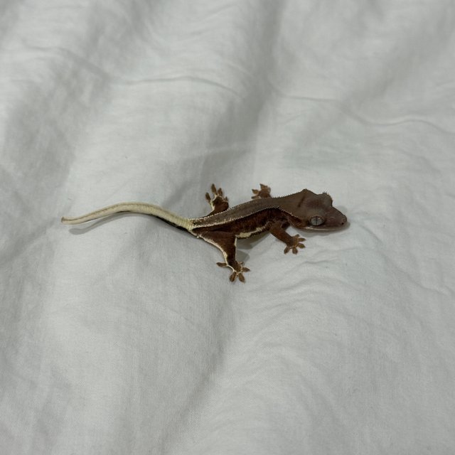 레드 팬텀 릴리화이트