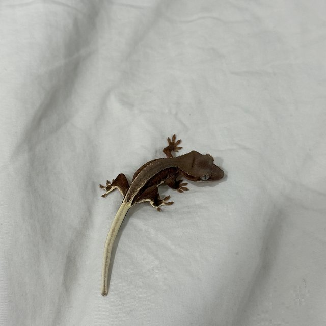 레드 팬텀 릴리화이트