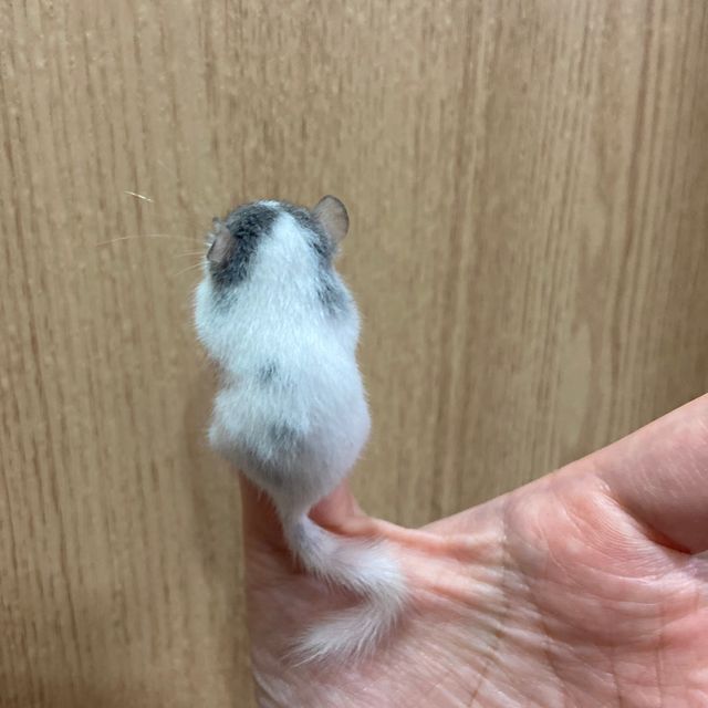 달마시안