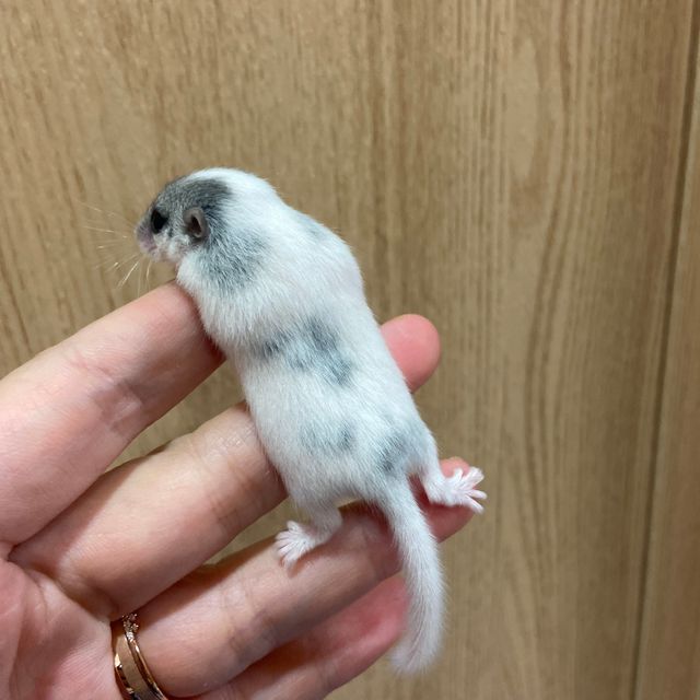 달마시안