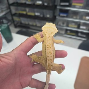 크림시클