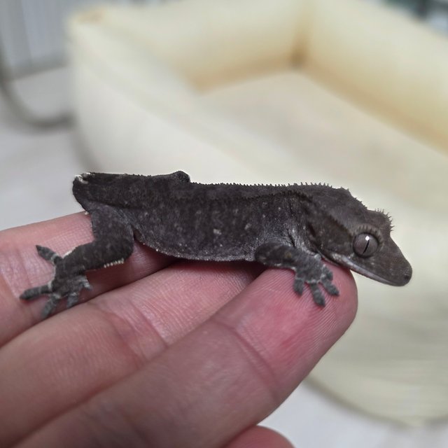 팬텀 세이블 아잔틱