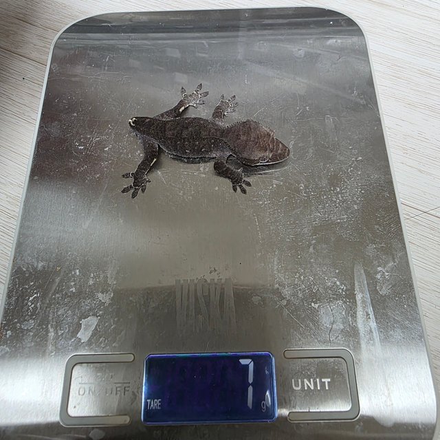 팬텀 세이블 아잔틱