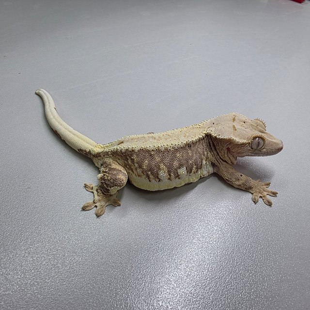 릴리100%헷아잔틱