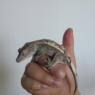세이블