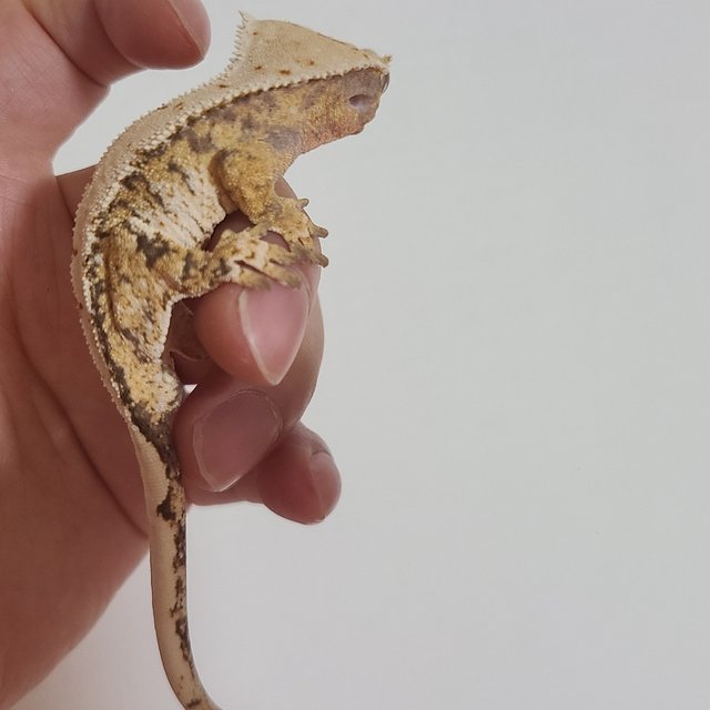 노멀 트라이 익스트림할리퀸 크림 크림시클 옐로우