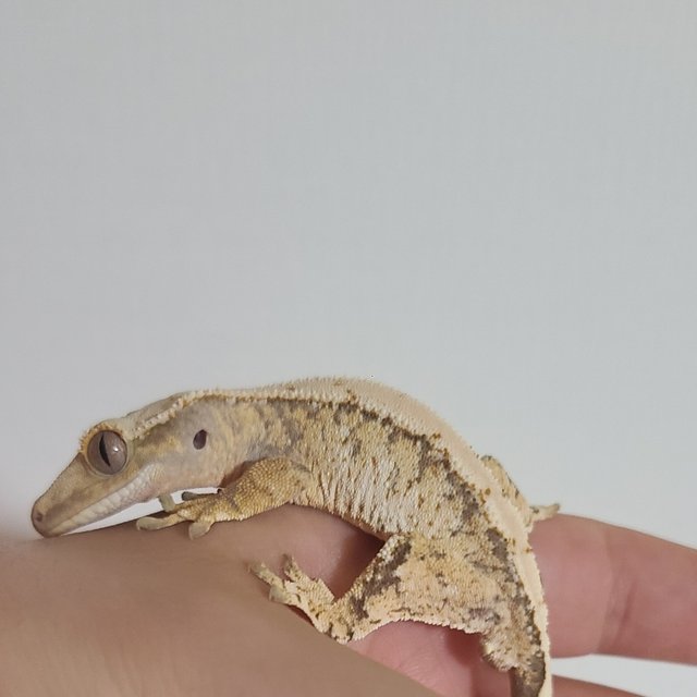 노멀 트라이 익스트림할리퀸 크림 크림시클 옐로우