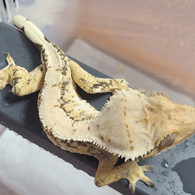 트라이 익스트림할리퀸 크림 크림시클 노멀