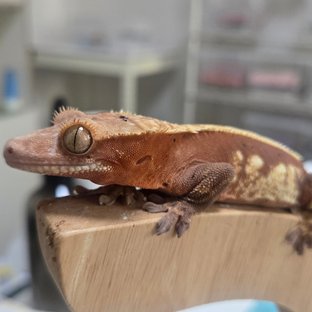 익스트림할리퀸