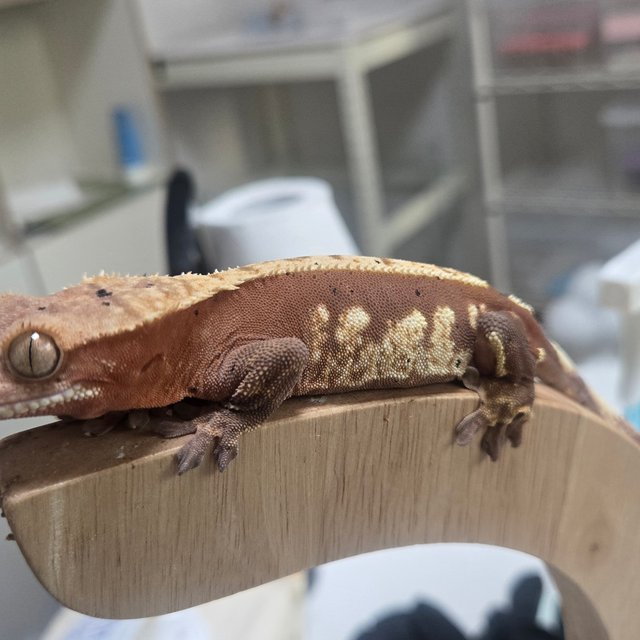 익스트림할리퀸