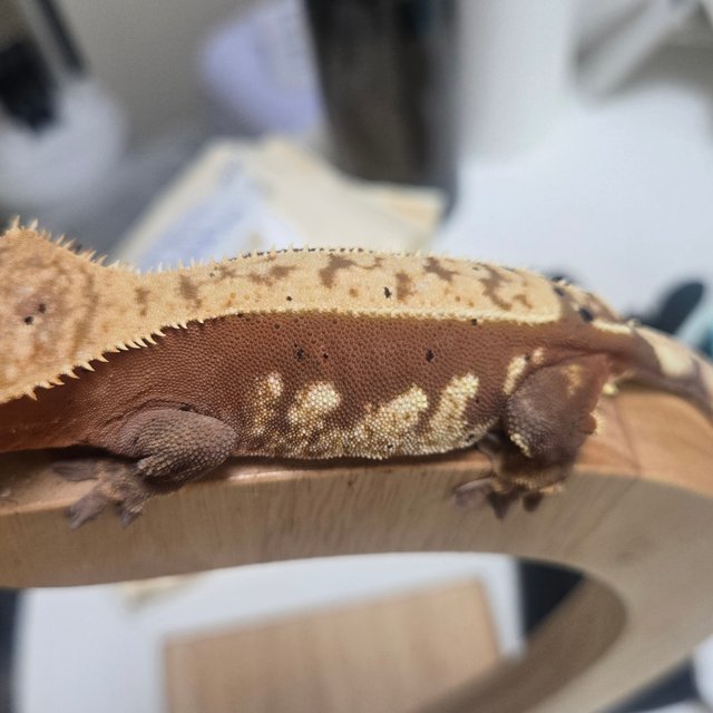 익스트림할리퀸