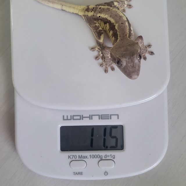 프라푸치노