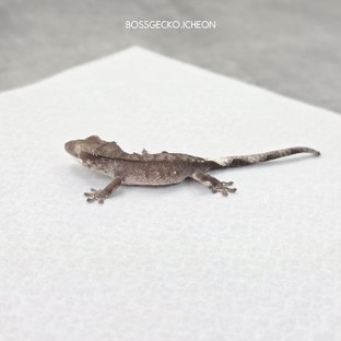 카푸치노 아잔틱