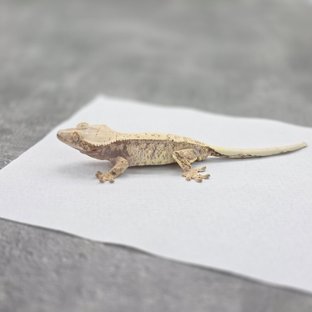 드리피 화이트스팟