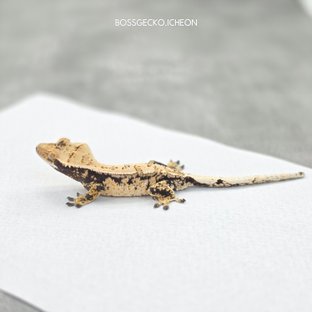 드리피 화이트스팟