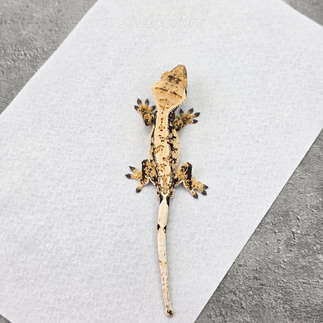 드리피 화이트스팟