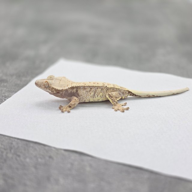 드리피 화이트스팟