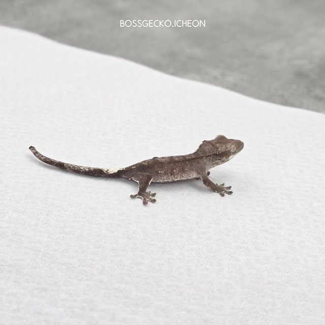 카푸치노 아잔틱