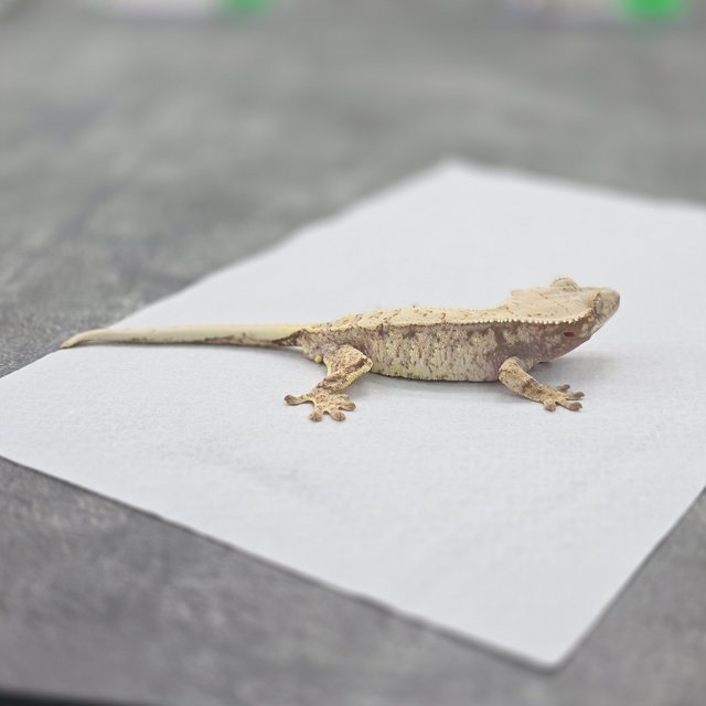 드리피 화이트스팟