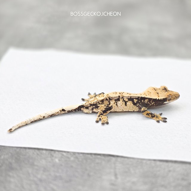 드리피 화이트스팟