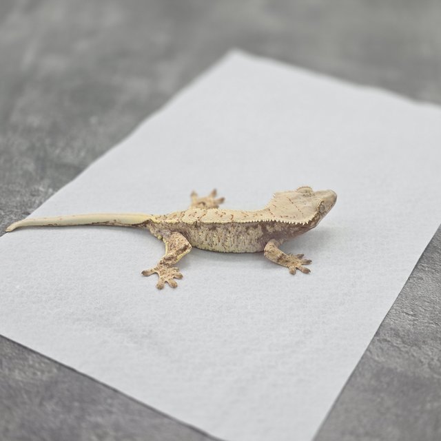 드리피 화이트스팟