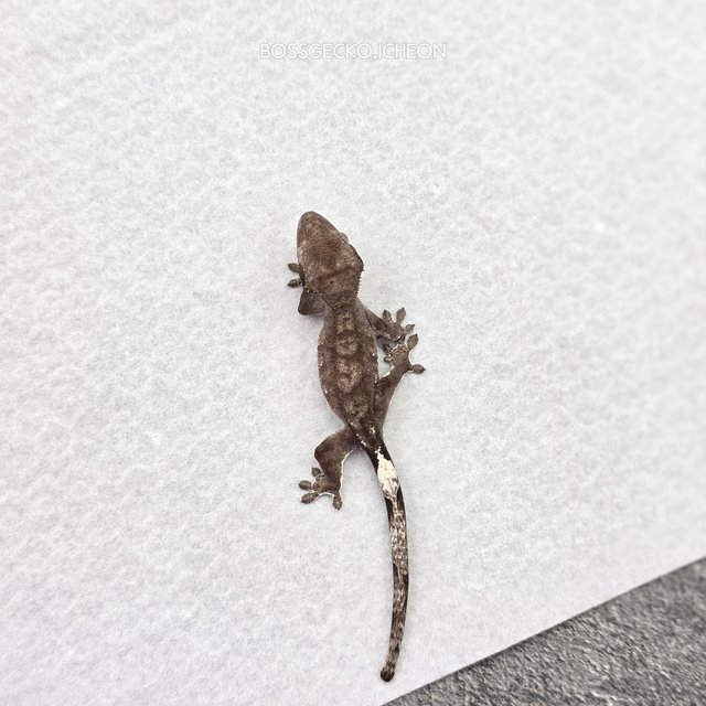 카푸치노 아잔틱