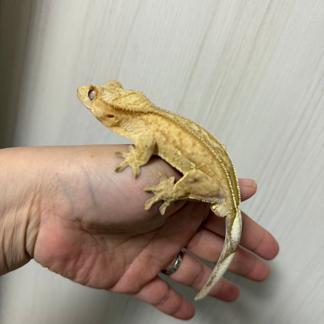 팬텀 옐로우 크림시클