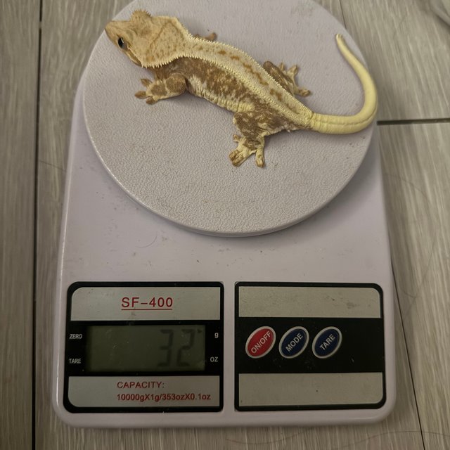 릴리화이트 풀핀