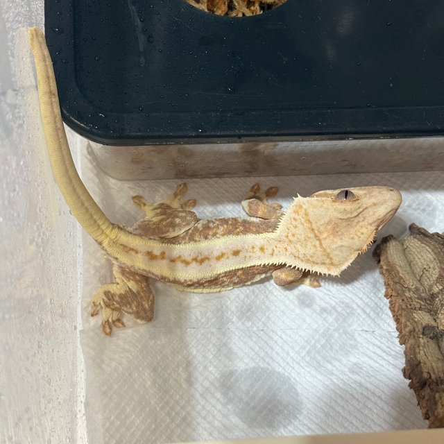 릴리화이트 풀핀