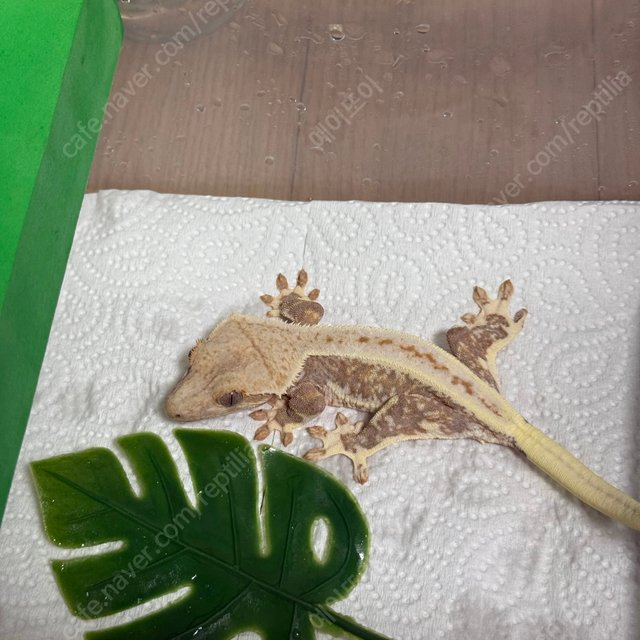 릴리화이트 풀핀