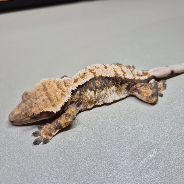 노멀 익스트림할리퀸